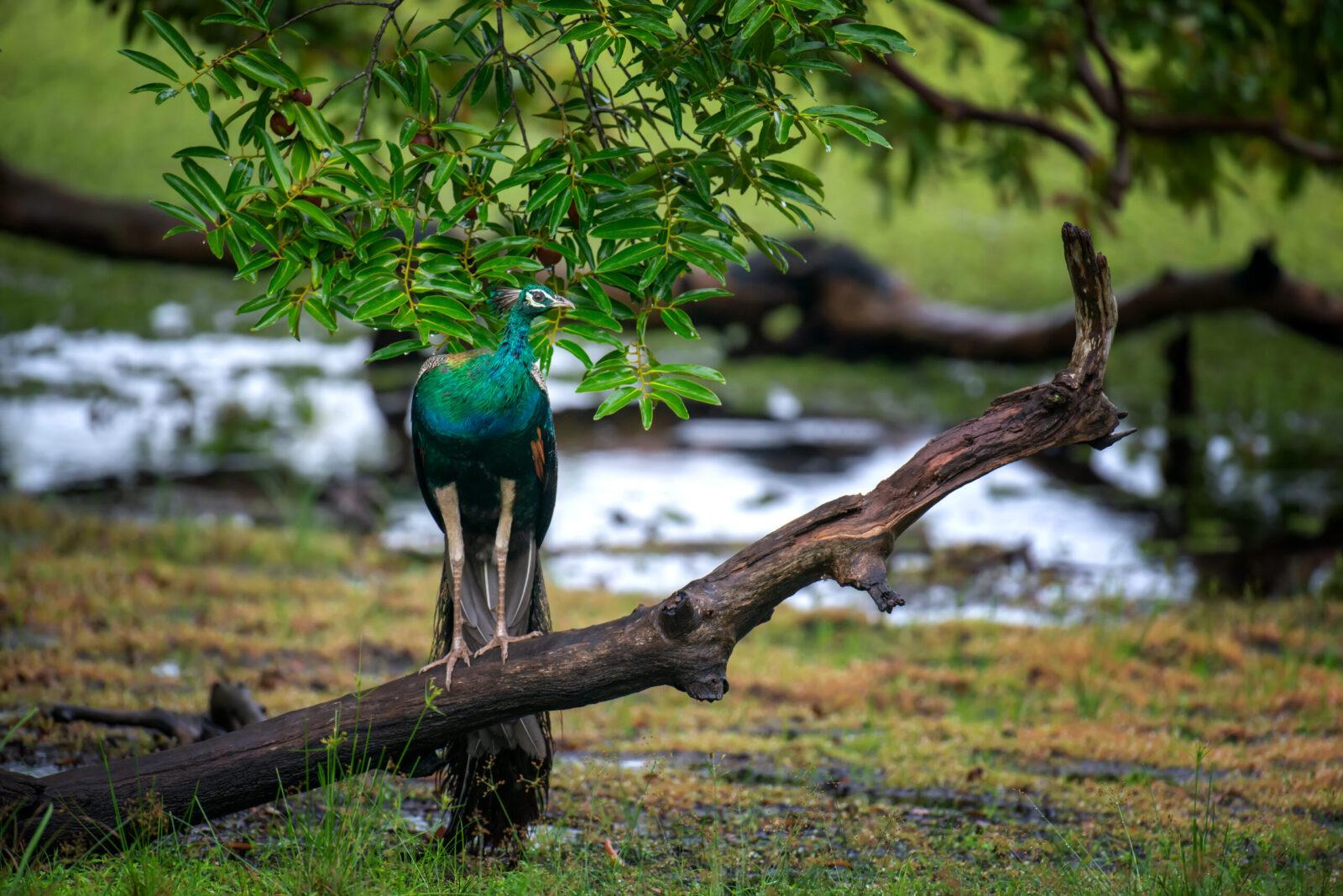 Peacock in Sri Lanka- Luxury safari holiday tours to Sri Lanka