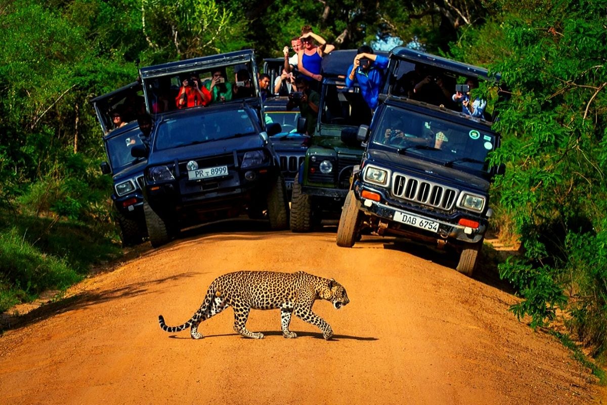 leopard sighting in luxury safari holiday tours to Sri Lanka.