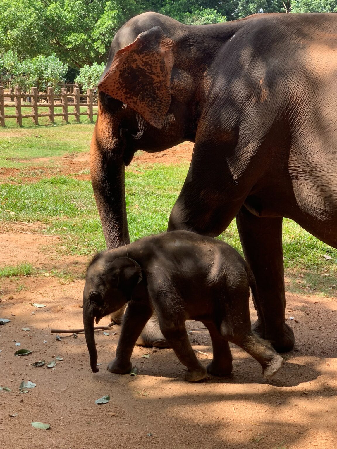 Sri Lankan elephants in the luxury safari holidays tours to Sri Lanka.