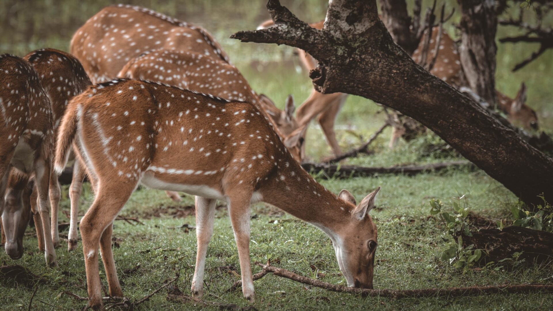 Sri Lankan deer roaming in the luxury wildlife safari holiday tours to Sri Lanka