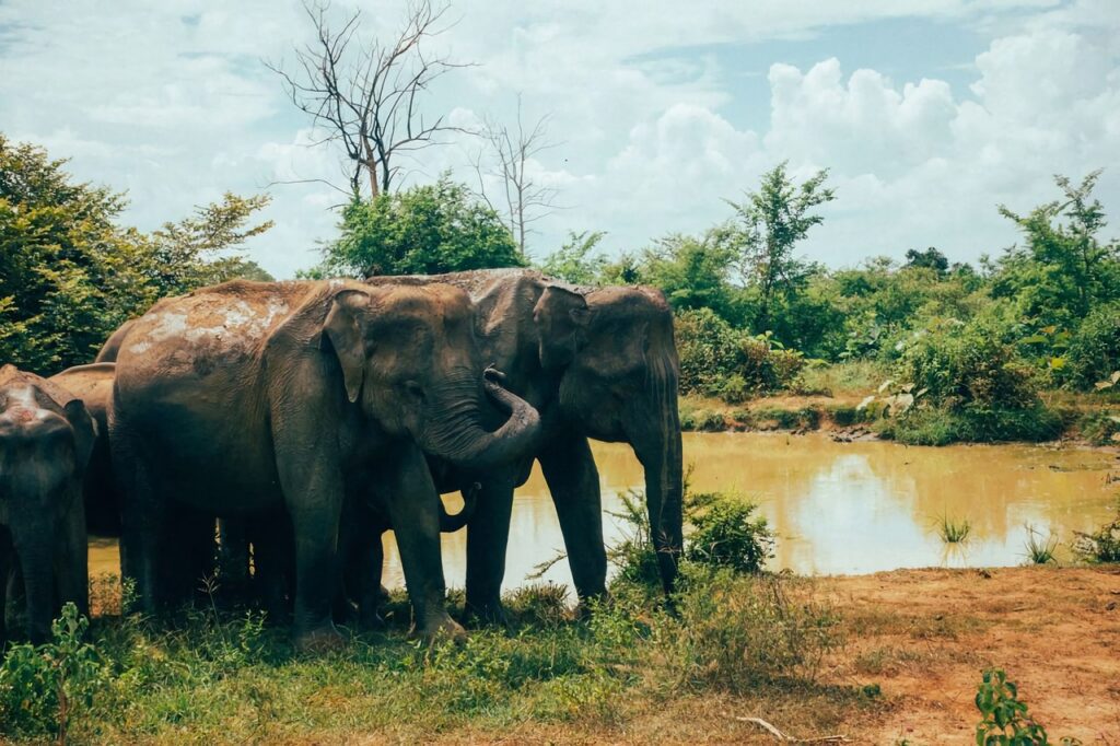 Witness elephants in your luxury safari holiday tours to Sri Lanka