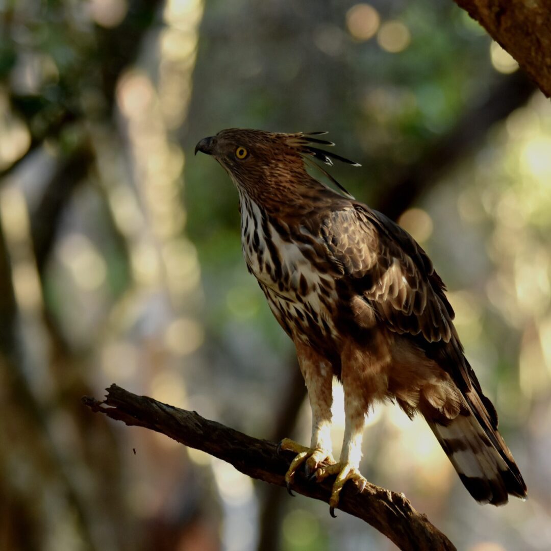 A unique bird that can be seen in the luxury wildlife to explore in your holiday tours in Sri Lanka.